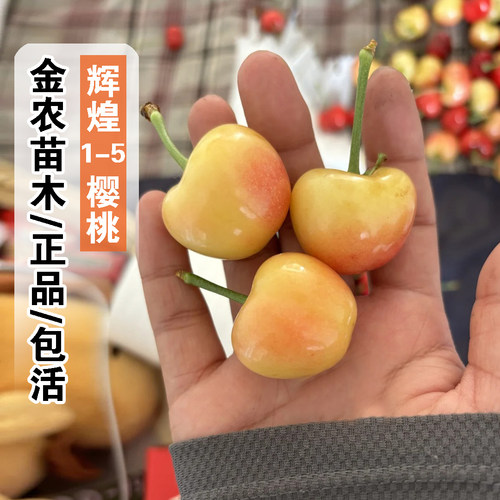 晚熟鲁樱五号黄蜜大樱桃树苗嫁接辉煌1-5樱桃苗庭院盆栽车厘子树