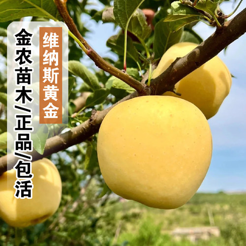 山东烟台维纳斯黄金苹果苗矮化盆栽庭院种植嫁接奶油富士苹果树苗