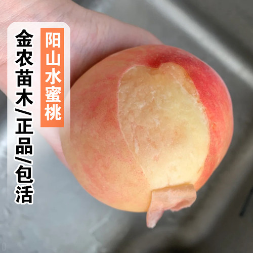 无锡阳山蜜露水蜜桃树果苗特大桃苗耐寒盆栽庭院南北方种植桃树苗