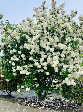 木绣球树苗中华木绣球苗琼花树苗八仙绣球花苗绣球树苗