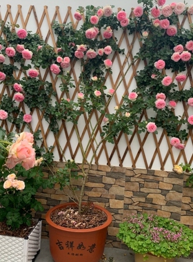 欧月藤本月季大苗盆栽月季花苗蓝色阴雨多季开花庭院爬藤浓香花卉