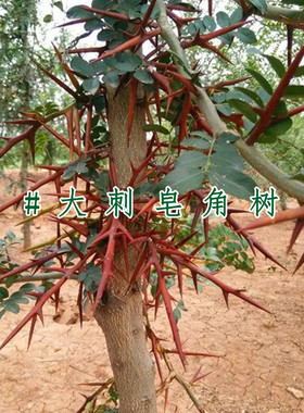 皂角树苗 皂荚树苗 皂刺树苗带刺大皂角药材树苗皂角小苗大刺皂角