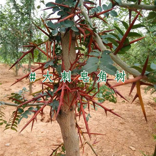 皂角树苗 皂荚树苗 皂刺树苗带刺大皂角药材树苗皂角小苗大刺皂角