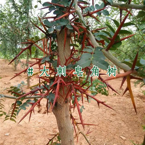 皂角树苗 皂荚树苗 皂刺树苗带刺大皂角药材树苗皂角小苗大刺皂角