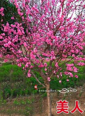 老桩红梅腊梅盆景树苗花卉耐寒植物室内阳台庭院四季开花