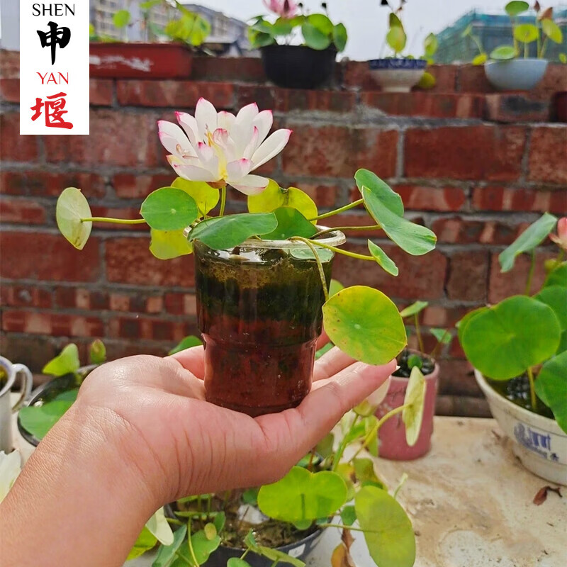 碗莲种藕小荷花块根茎带芽苞水生植物迷你小莲花苗室内外花卉