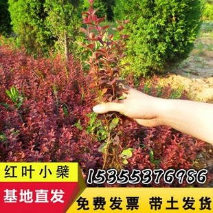 红叶小檗苗彩色绿篱色块紫叶小檗球庭院别墅行道北方耐寒红叶小波