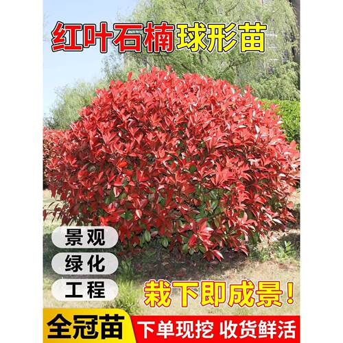 红叶石楠球树苗大型公园绿化苗木庭院别墅绿化工程苗四季耐寒常青