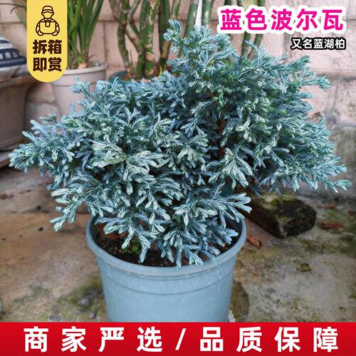 蓝色波尔瓦蓝湖柏盆栽蓝色耐热耐寒好养花园绿植冬季花卉蓝湖柏