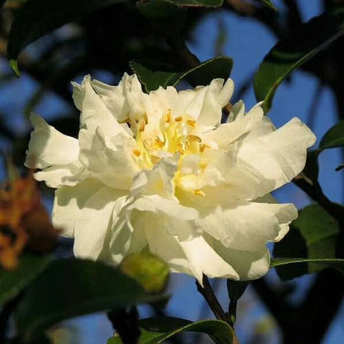 白色茶梅带香味名贵绿化植物原生苗