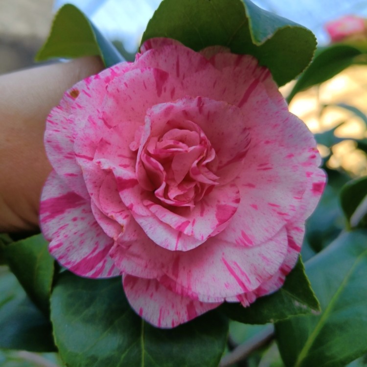 大卡特茶花 原生苗 盆栽苗 大花型 四季常绿植物金华茶花品种苗