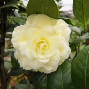 黄达茶花 美国品种 外国茶花苗 原生茶花 稀有品种 盆栽苗 黄色