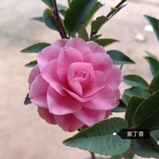 紫丁香 茶梅 原生苗 文瓣型 盆栽苗 粉色系茶花 植物花卉 绿植