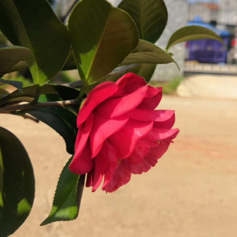 华东茶山茶容易开花春天