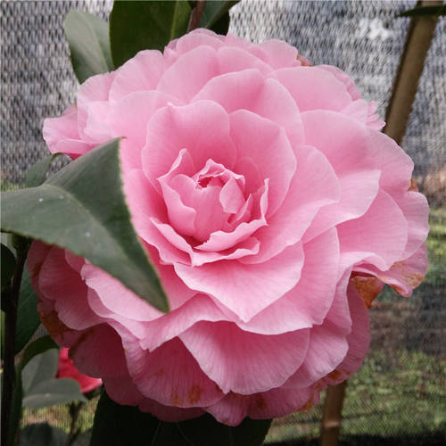 带花苞金华庭院阳台种植盆栽苗