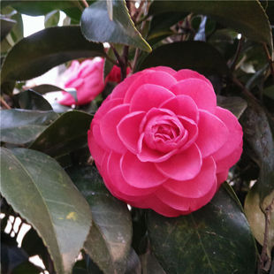 状元红茶花苗 冬季春季开花 盆栽苗 原生扦插苗 红色茶花苗葡萄红