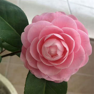 宫粉茶花 雨春茶花苗 乙女茶花 宫内粉皇后 小桃红多年原生苗