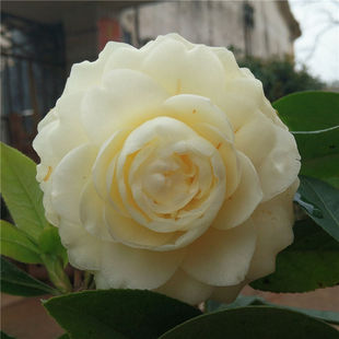 正黄旗茶花苗 原生多年苗 盆栽苗 黄色茶花 珍贵茶花苗 茶花小苗