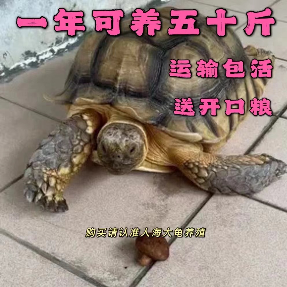 陆地吃菜龟特大乌龟巨型吃菜龟
