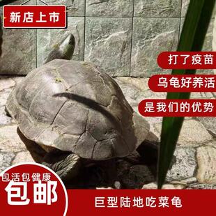 【乌龟活物】陆地巨型吃菜龟超大一对可下蛋家养长寿龟大体草龟