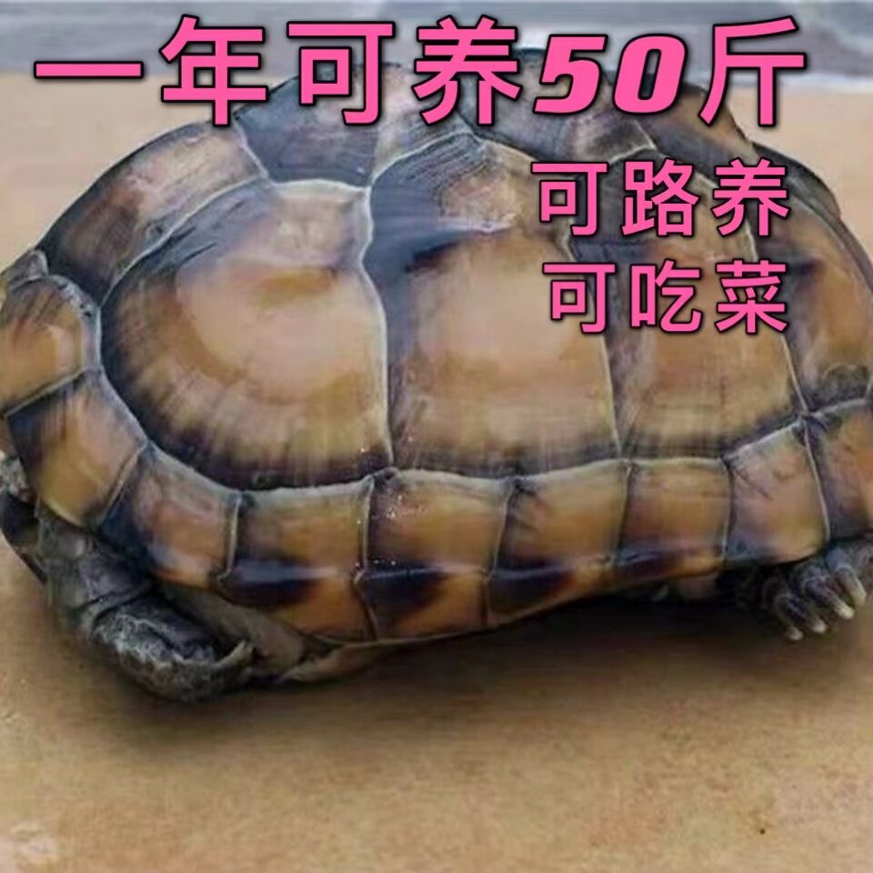 【乌龟活物】超大一对可下蛋家养龟/鳖