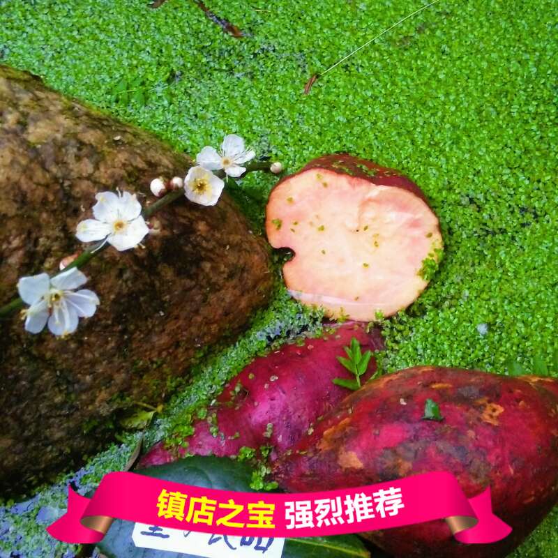 绿色蔬菜新鲜红心无农药番薯山芋