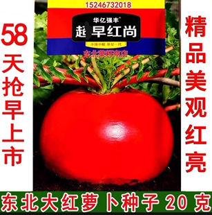 新种子东北大红萝卜籽 早熟红尚 原厂袋装 大红萝卜种子
