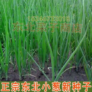 东北小葱种子 精选 菜园春夏秋 小青葱种子