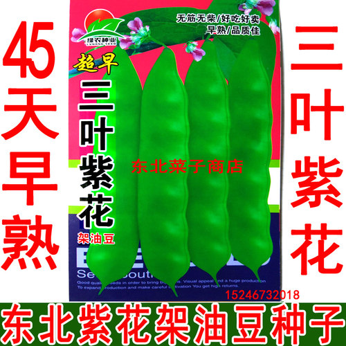 东北油豆角种子多少钱 东北油豆角种子价格 小麦优选
