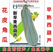 早熟 东北花皮角瓜种子 春秋两季 西葫芦杂交种10克