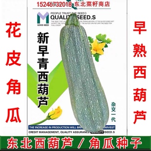 东北花皮角瓜种子 春秋两季 早熟 西葫芦杂交种10克