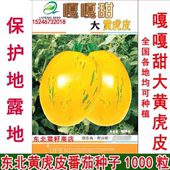 东北黄虎皮水果柿子 虎皮番茄种子 金黄色绿色花纹