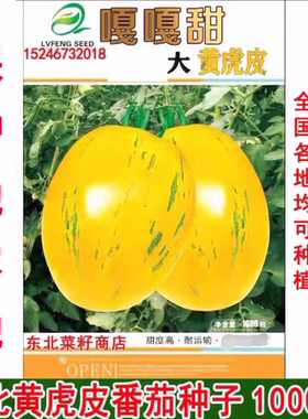 东北黄虎皮水果柿子 金黄色绿色花纹 虎皮番茄种子