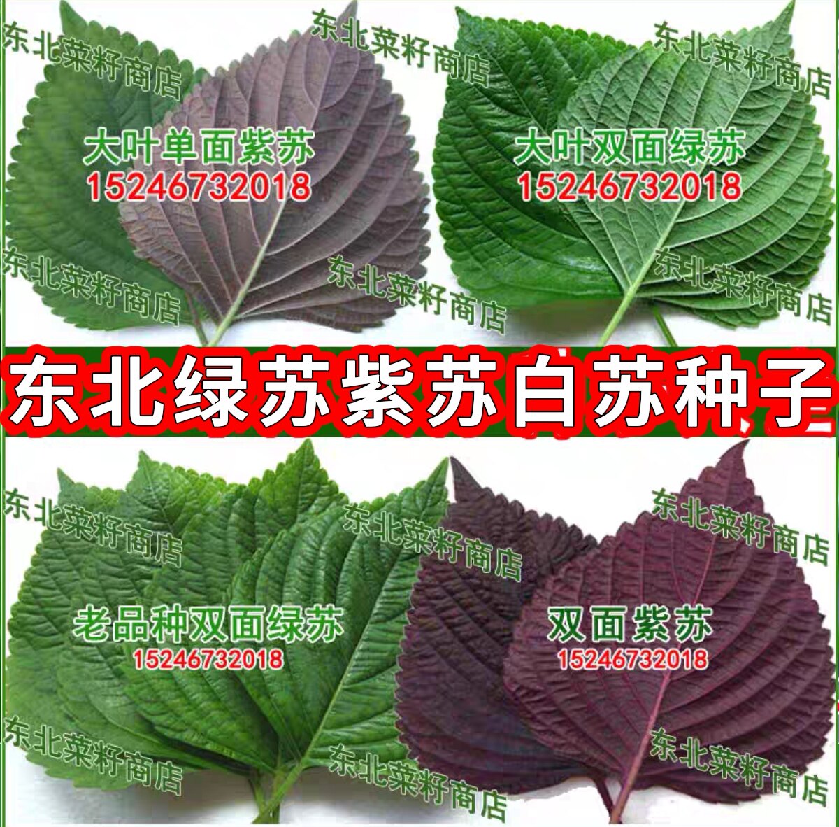 新籽东北大叶单面紫苏绿苏白苏 正反面全紫 紫苏叶种子苏子叶种子