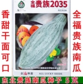贵族南瓜香蜜橄榄 东北丑瓜种子 风味 香甜面 丑瓜种子 原装
