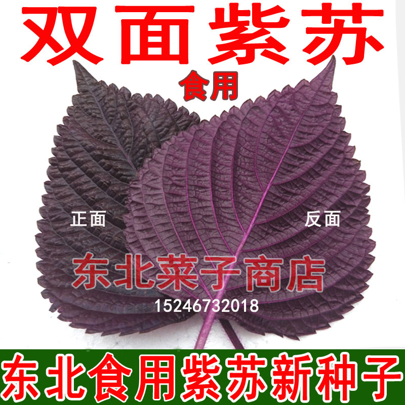 东北双面紫苏种子散装精选食