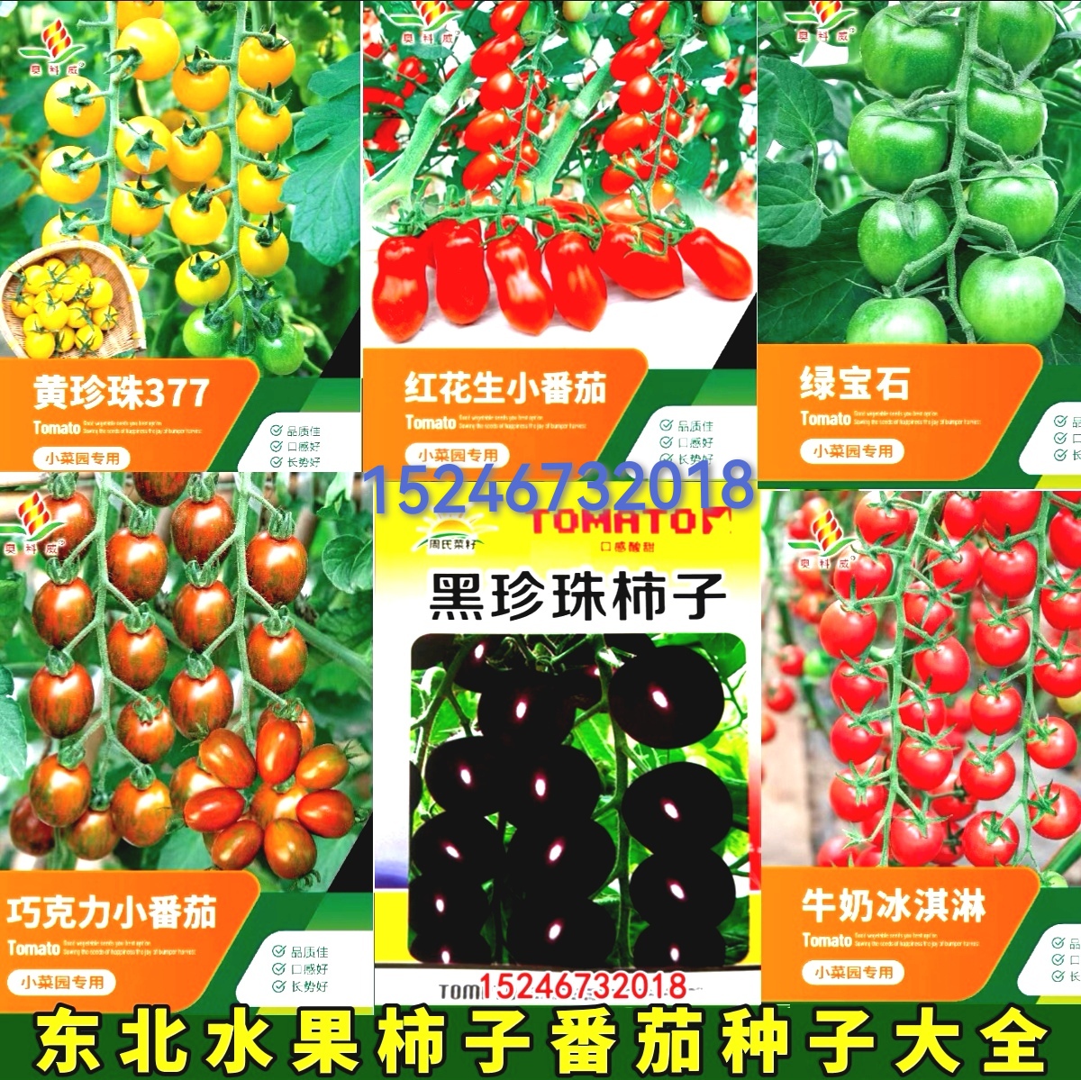 东北牛奶黄珍珠 红花生 紫黑 吃不够 甜心草莓柿子水果小番茄种子