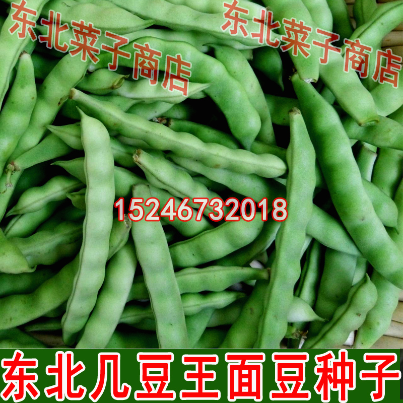 东北豆角鼓豆面豆几豆王松原大几豆嘎啦豆开锅烂面豆角种子