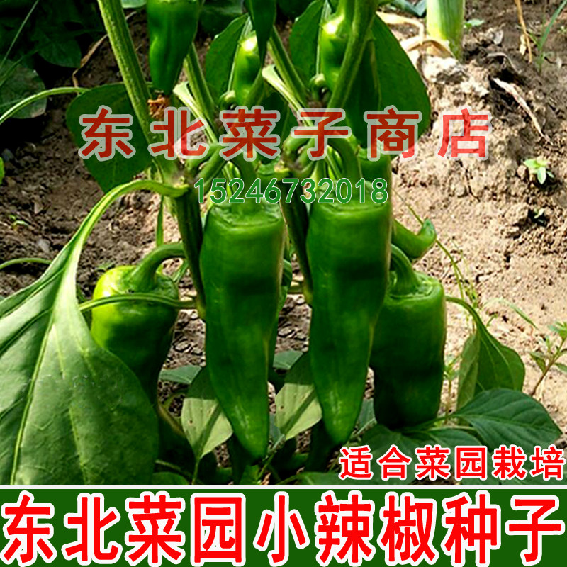 新东北辣椒干鲜两用尖椒种子