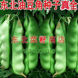 东北一棵松开锅烂紫花压趴架将军一点红九月青虎山 大油豆角种子