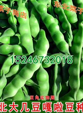 新东北嘎啦豆种子 绿色无筋无柴 鼓豆面豆角 嘎拉豆大几豆种子