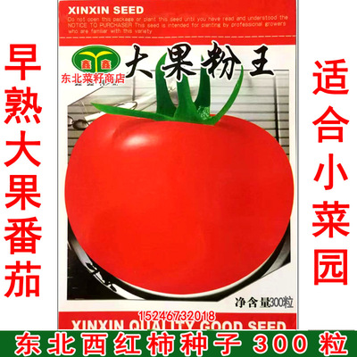 东北西红柿种子 适合小菜园  口感好 粉果王 大果番茄种子300粒