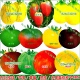 东北水果西红柿皮球虎皮草莓芒果贼不偷 大紫番茄种子 牛奶黄金果