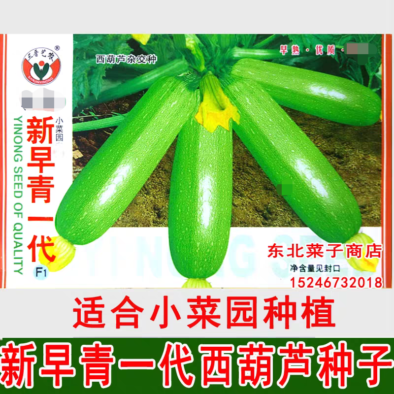 新籽西葫芦种子 新早青一代 露地菜园种植  西葫芦种子