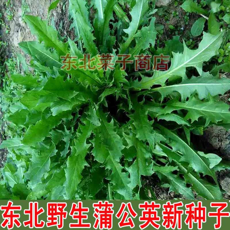 新东北婆婆丁种子0000