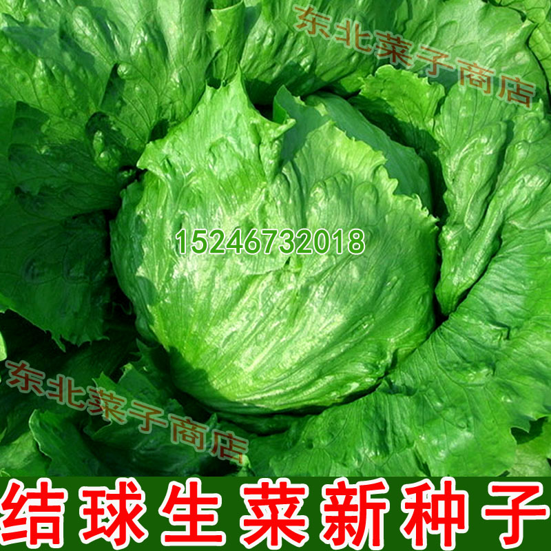 新籽 球生菜种子 精选原装 保护地露地 结球生菜种子