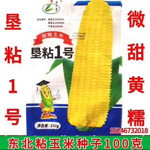 新籽东北黏玉米垦粘一号 黄甜糯521  香甜软糯 黄粘糯玉米种子