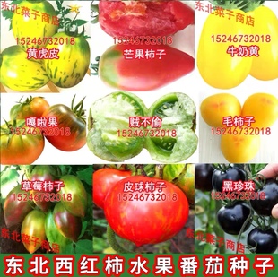 东北水果番茄芒果虎皮球嘎啦果牛奶黄吃不够 贼不偷 草莓柿子种子
