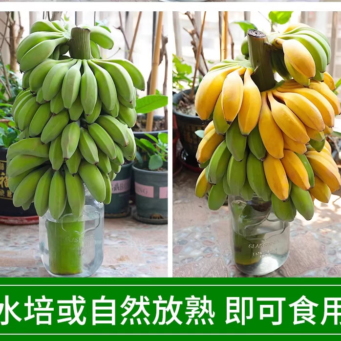 【送卡片】广西直发整串水培香蕉花禁止蕉绿办公室芭蕉桌面植物