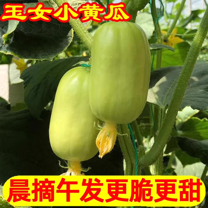 拇指黄瓜新鲜水果黄瓜迷你小黄瓜玉女生吃青瓜手指白玉农家蔬菜